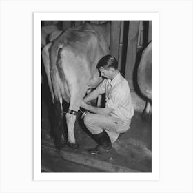 Stripping Cow After Being Milked With Electric Milker, Mineral King Cooperative Farm, Tulare County, California By Art Print