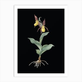 Vintage Lady's Slipper Orchid Botanical Illustration on Solid Black n.0172 Art Print