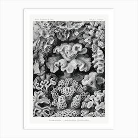 Hexacoralla–Sechsstrahlige Sternkorallen, Ernst Haeckel Art Print