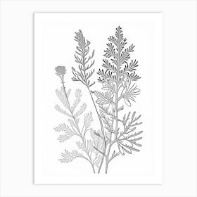 Astragalus Herb William Morris Inspired Line Drawing 2 Art Print