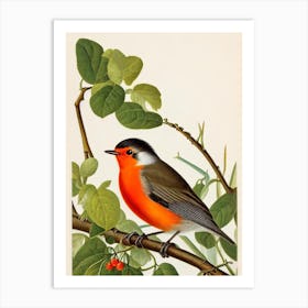 Robin James Audubon Vintage Style Bird Art Print