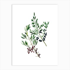 Vintage Wild Olive Botanical Illustration on Pure White n.0417 Art Print