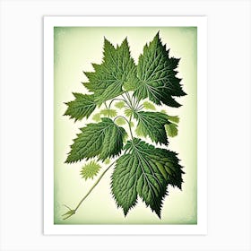 Stinging Nettle Herb Vintage Botanical Art Print