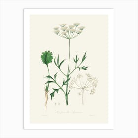 Vintage Botanical John Stephenson and James Morss Churchill Art Print_2731651 Art Print