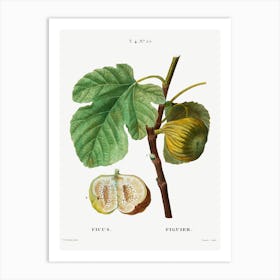 Fig, Pierre Joseph Redoute Art Print