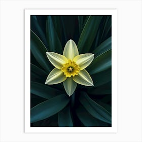 Daffodil Art Print