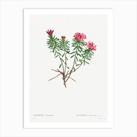Garland Flower, Pierre Joseph Redoute Art Print