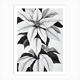 Poinsettia B&W Pencil 1 Flower Art Print