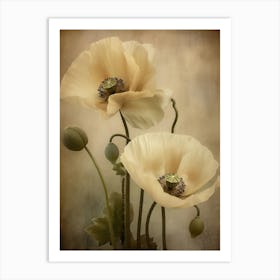 Poppies 25 Art Print