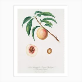 White Speckled Peach (Burrona Bianca) From Pomona Italiana (1817 1839), Giorgio Gallesio Art Print