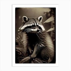 Tanezumi Raccoon Vintage Photography Art Print