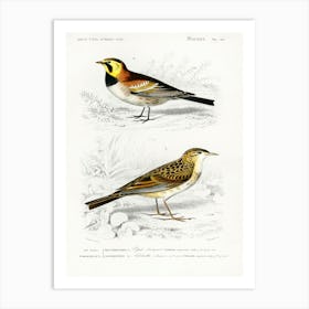 Different Types Of Birds, Charles Dessalines D'Orbigny 6 Art Print