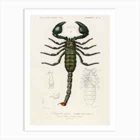 The Emperor Scorpion (Buthus Afer), Charles Dessalines D' Orbigny Art Print