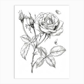 Rose With Petals Line Drawing 1 Art Print