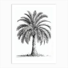 Pencil Sketch Art: A detailed palm tree with a thick trunk and arching fronds, shaded intricately, showcasing minimalist elegance. Art Print