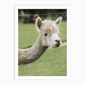 Alpaca Art Print