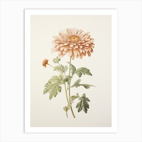 Chrysanthemums Flower Vintage Botanical 1 Art Print