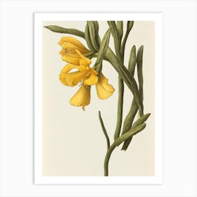 Freesia Vintage Botanical 2 Flower Art Print