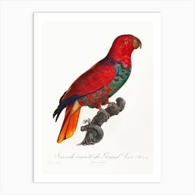The Eclectus Parrot From Natural History Of Parrots, Francois Levaillant 3 Art Print