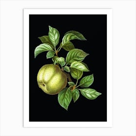 Vintage Apple Botanical Illustration on Solid Black n.0782 Art Print