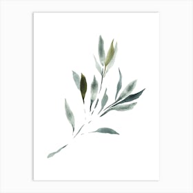 Watercolor Leaf, Olive Branch 3 Art Print