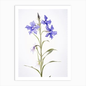 Pressed Wildflower Botanical Art Great Lobelia Art Print