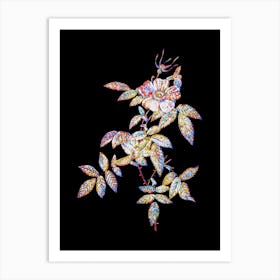 Stained Glass Pink Boursault Rose Mosaic Botanical Illustration on Black Art Print