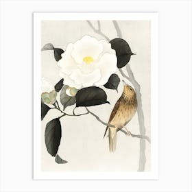 Songbird and flowering camellia Art Print