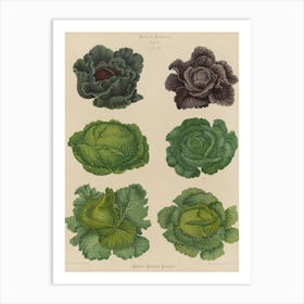 Cabbages 6 Art Print