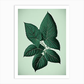 Australian Native Mint Leaf Vintage Botanical 1 Art Print