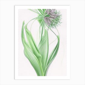 Angelica Herb Pencil Colour Art Print