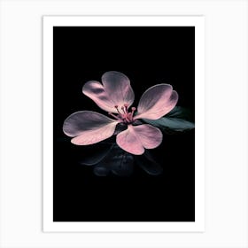 Pink Flower On Black Background 9 Art Print