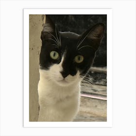 Black And White Cat Art Print