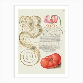 Martagon Lily And Tomato From Mira Calligraphiae Monumenta, Joris Hoefnagel Art Print