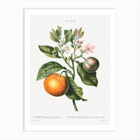 Ciitrus Bigaradia, Redoute Art Print