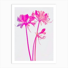 Hot Pink Agapanthus 1 Art Print