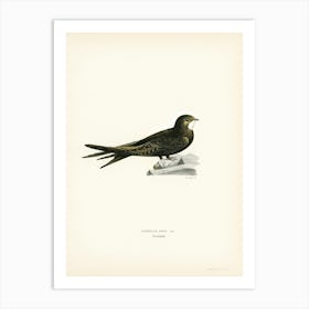 The Common Swift, The Von Wright Brothers Art Print