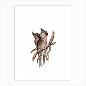 Vintage Marbled Frogmouth Bird Illustration on Pure White n.0433 Art Print