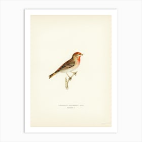 Common Rosefinch Male (Carpodacus Erythrinus), The Von Wright Brothers Art Print