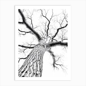 Bare Tree 3 Art Print