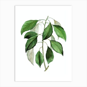 Vintage Camphor Tree Botanical Illustration on Pure White n.0191 Art Print