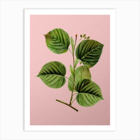 Vintage Linden Tree Branch Botanical on Soft Pink n.0395 Art Print