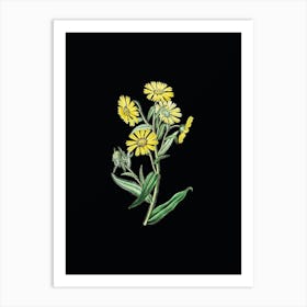 Vintage Madia Flower Botanical Illustration on Solid Black n.0739 Art Print