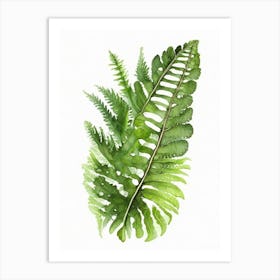 Shield Fern Wildflower Watercolour 1 Art Print