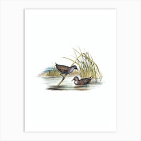 Vintage Spotted Water Crake Bird Illustration on Pure White n.0183 Art Print