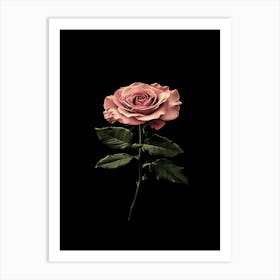 Rose On Black Background 4 Art Print