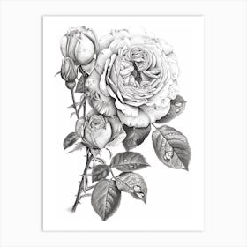 Roses Sketch 49 Art Print