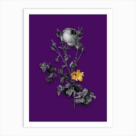 Vintage Celery Leaved Cabbage Rose Black and White Gold Leaf Floral Art on Deep Violet Art Print