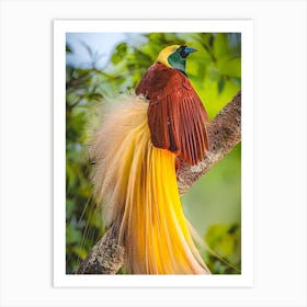 Bird Of Paradise Art Print