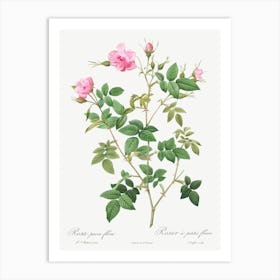 Wild Rose, Pierre Joseph Redoute Art Print